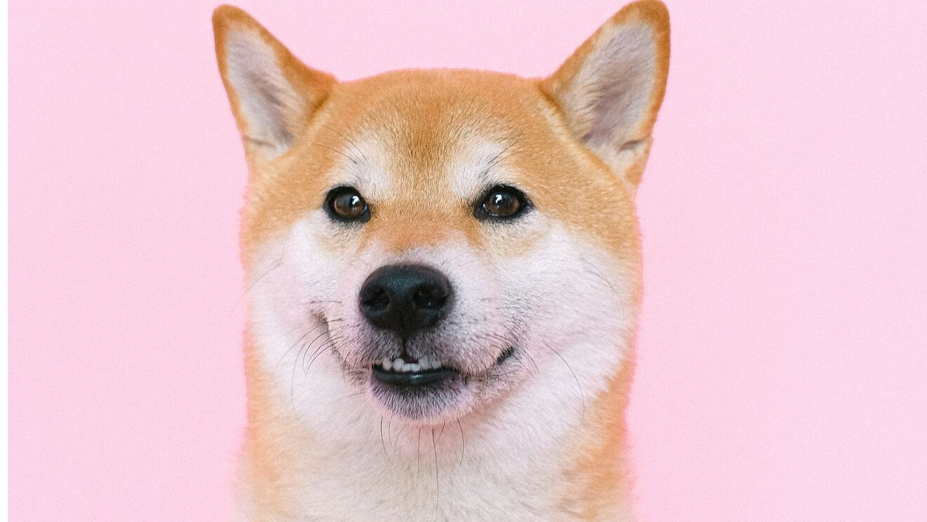 Shiba Inu Coin Plummets 10% as Shibarium Faces Code Controversy