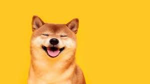 Shiba Inu and Shibarium are both seeing significant growth