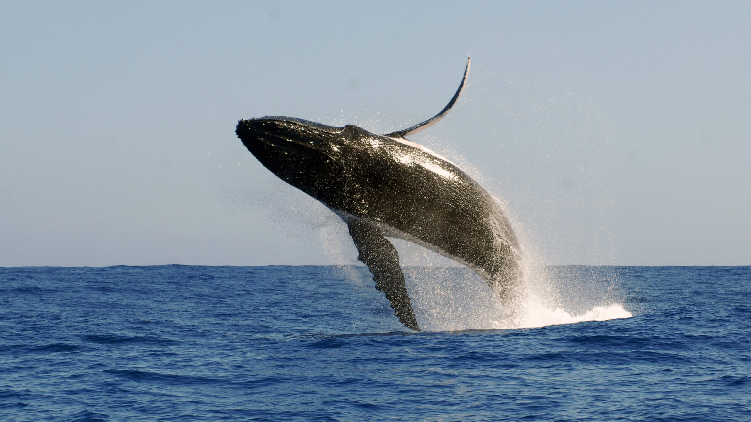 Ethereum Whales Move Around $100 Millions in ETH From Binance
