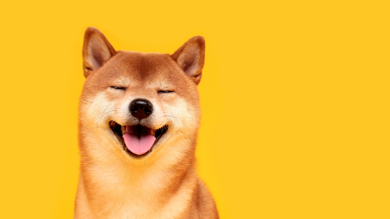 Over 80% of Shiba Inu Investors Underwater