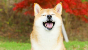 Shiba Inu's Burn Rate Hits 660% Growth Alongside Price Rebound