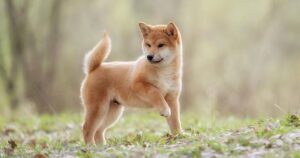 Shiba Inu (SHIB) meme coin has experienced a surge in large transactions