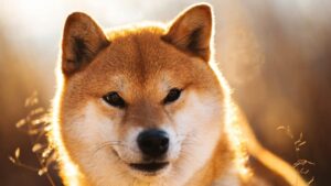 Shiba Inu Witnesses 4.8 Trillion SHIB Whale Activity Amidst Anticipation