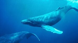 Whale Transfers 47 million XRP To Crypto Exchanges