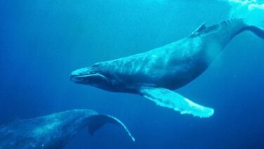 Whale Transfers 47 million XRP To Crypto Exchanges