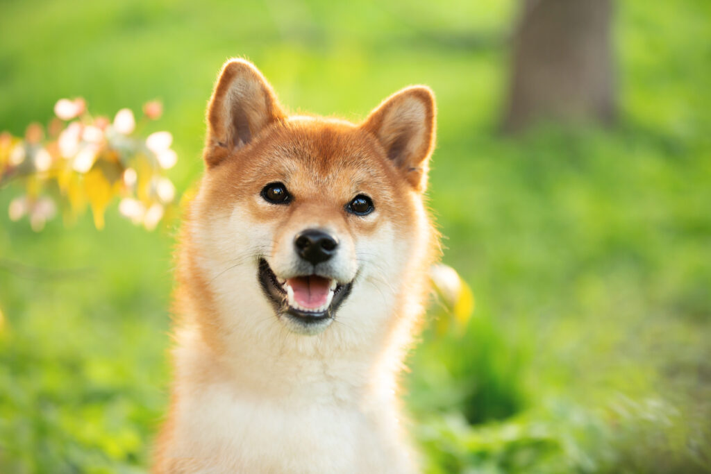 Dogecoin (DOGE) and Floki Inu (FLOKI) experienced a 12% increase