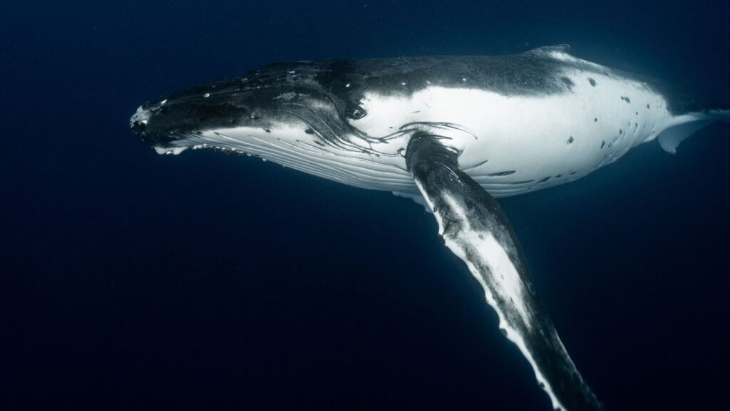 Ethereum Whale's $46 Million Moves Raise Eyebrows Amid Market Volatility
