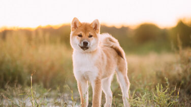 Shiba Inu Burn Rate Surges Over 2,700% Amid Market Consolidation