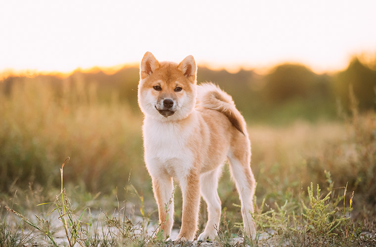 Shiba Inu Burn Rate Surges Over 2,700% Amid Market Consolidation