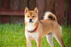 Sheboshi NFTs spark Shiba Inu's (SHIB) next big move