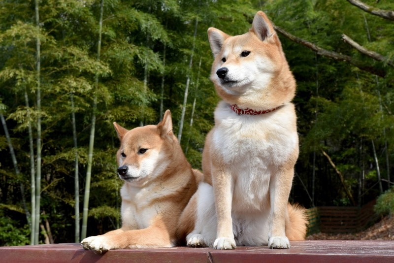 Kabosu, the Shiba Inu behind Dogecoin and the Doge meme, passed away peacefully