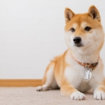 Coinbase plans to list Shiba Inu for futures contracts