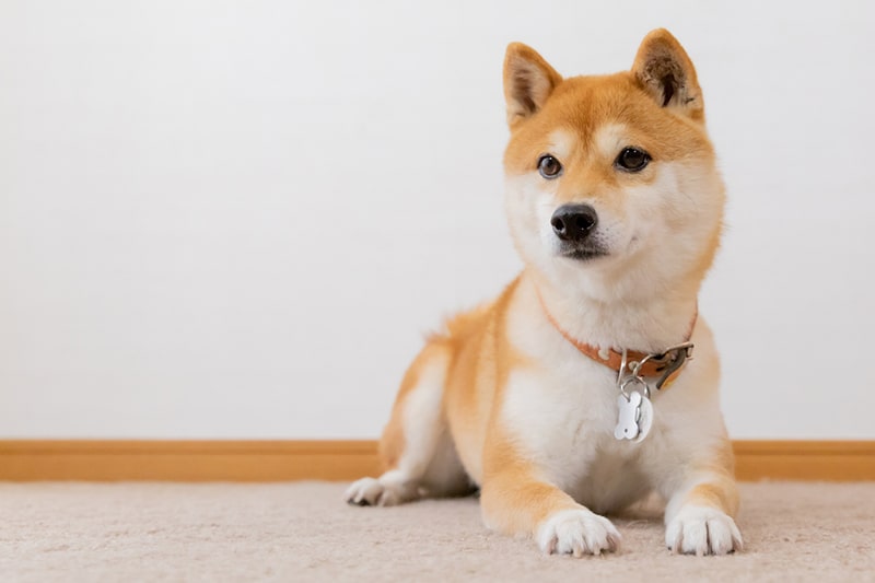 Coinbase plans to list Shiba Inu for futures contracts