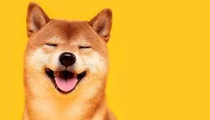 Are Shiba Inu (SHIB) developers ditching the project?