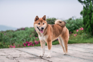 A Shiba Inu investor who got in early has modified their investing approach by exchanging their SHIB holdings for Fetch.ai (FET).