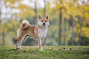 Shiba Inu (SHIB) plans to launch a decentralized autonomous organization (DAO)