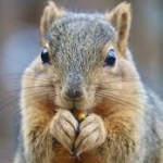 Peanut the Squirrel (PNUT) increases by 22% over the past 24