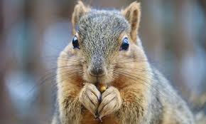 Peanut the Squirrel (PNUT) increases by 22% over the past 24